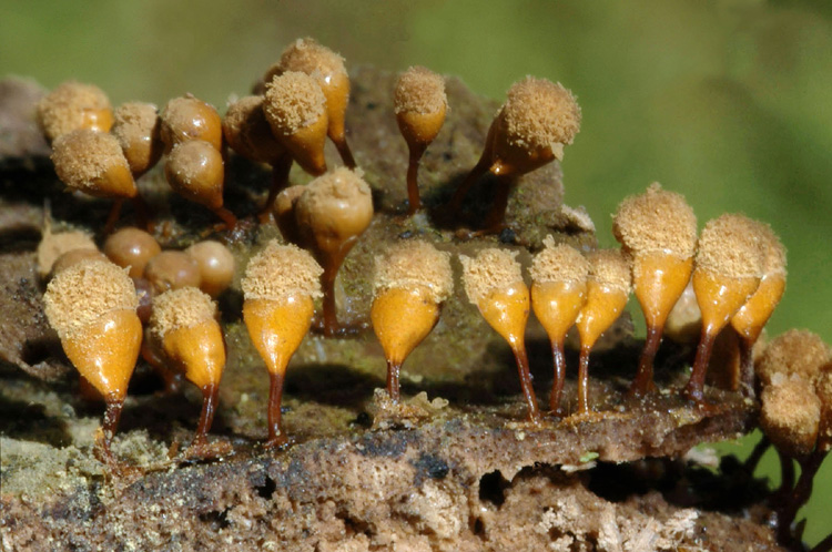 Metatrichia vesparium ?